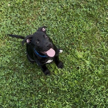 Eli