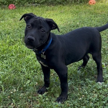 Eli