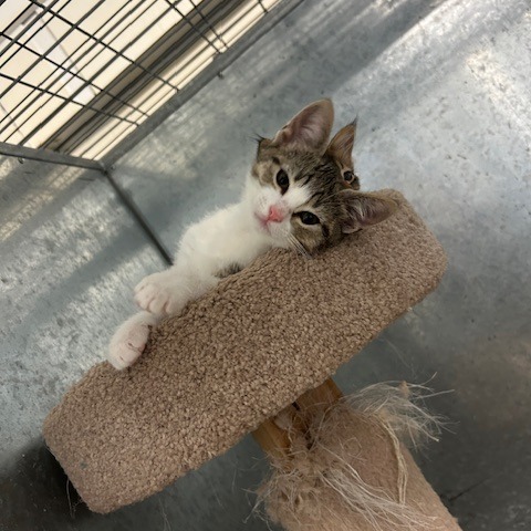 Dora, an adoptable Domestic Short Hair in Port Aransas, TX, 78373 | Photo Image 1