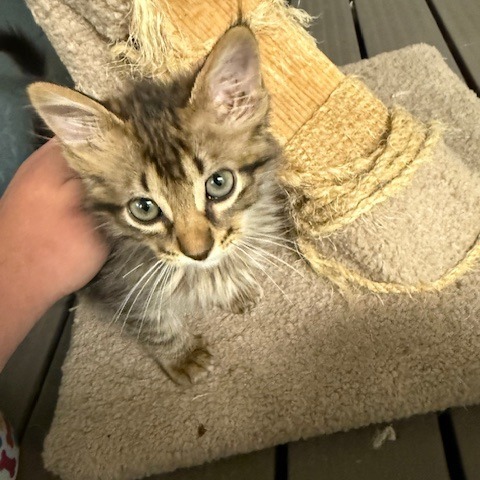 Meg, an adoptable Domestic Short Hair in Port Aransas, TX, 78373 | Photo Image 1