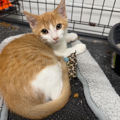 Harry, an adoptable Domestic Short Hair in Port Aransas, TX, 78373 | Photo Image 1