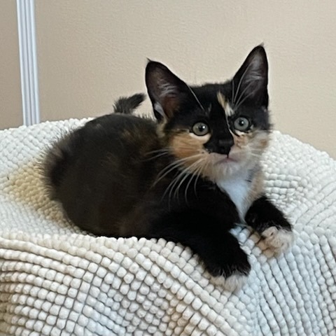 Lily