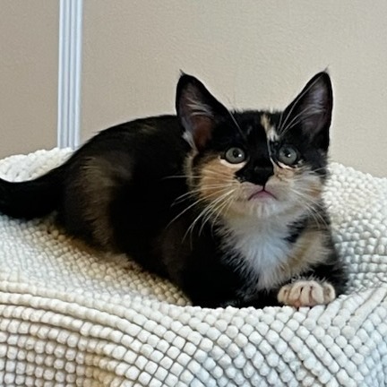 Lily