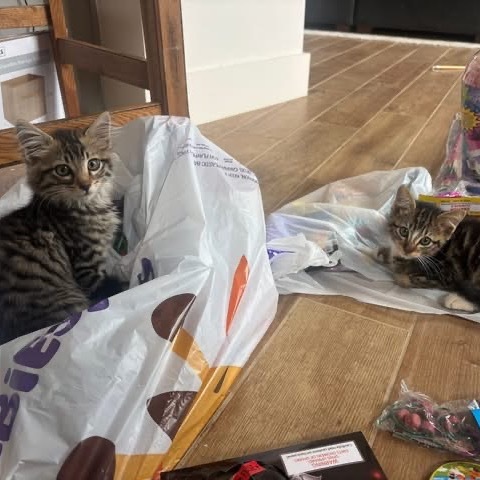 Lincoln litter_4