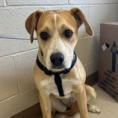 Pasley Mixed Breed Dog