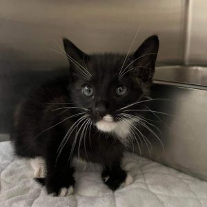 Rocket Domestic Short Hair Cat