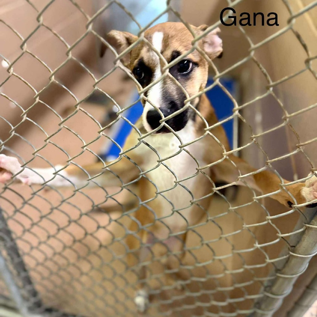 Gana