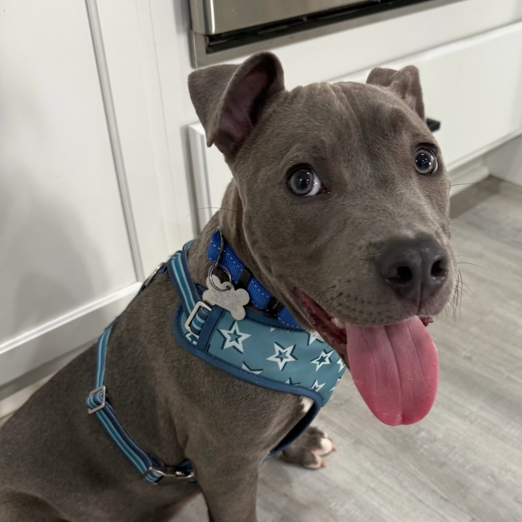 Drako