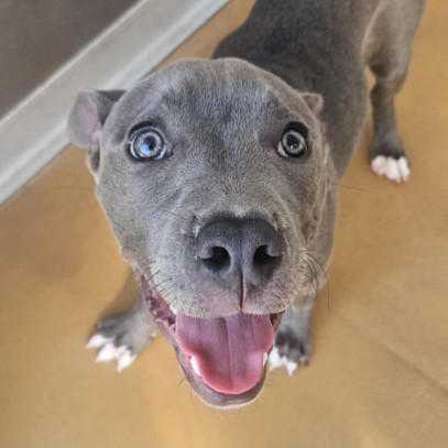 Drako
