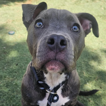 Drako