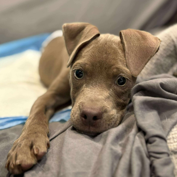 Oliver