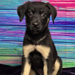 Banjo, Baby Female unknown