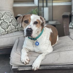 Brennan, Senior Male unknown