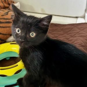 Zeva, Baby Female unknown