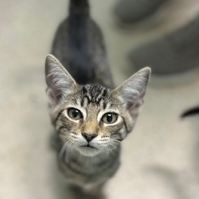 Diego