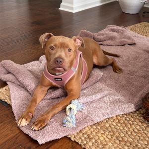 Gracie Girl, Adult Female unknown