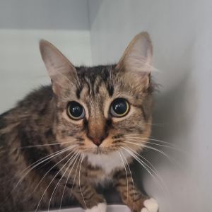 Pickles, Young Female unknown