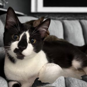 Binx, Young Male unknown
