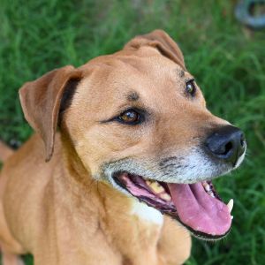 Murphy, Adult Male unknown