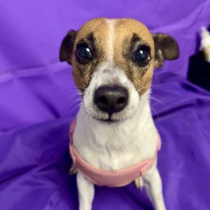 Sadie 2, Adult Female unknown