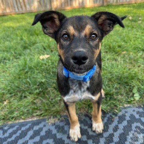 Teddy Swims, an adoptable Mixed Breed in Sioux Falls, SD, 57106 | Photo Image 1