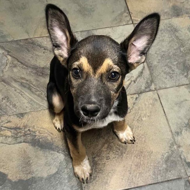 Teddy Swims, an adoptable Mixed Breed in Sioux Falls, SD, 57106 | Photo Image 2