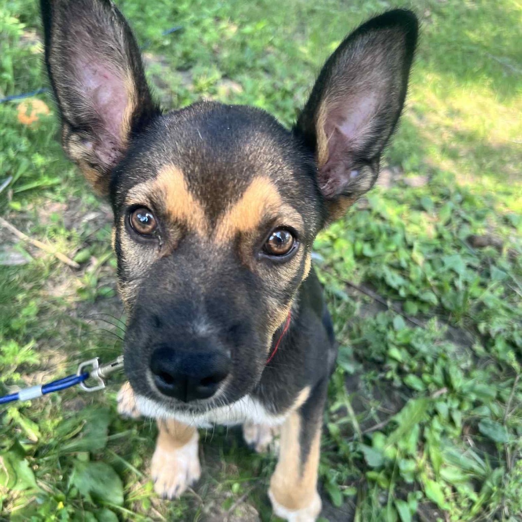 Teddy Swims, an adoptable Mixed Breed in Sioux Falls, SD, 57106 | Photo Image 4