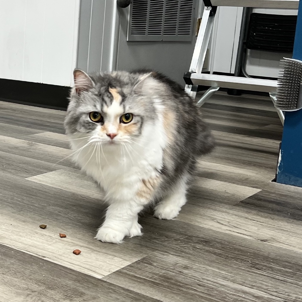Addy, an adoptable Persian, Domestic Long Hair in Greenfield, IN, 46140 | Photo Image 1