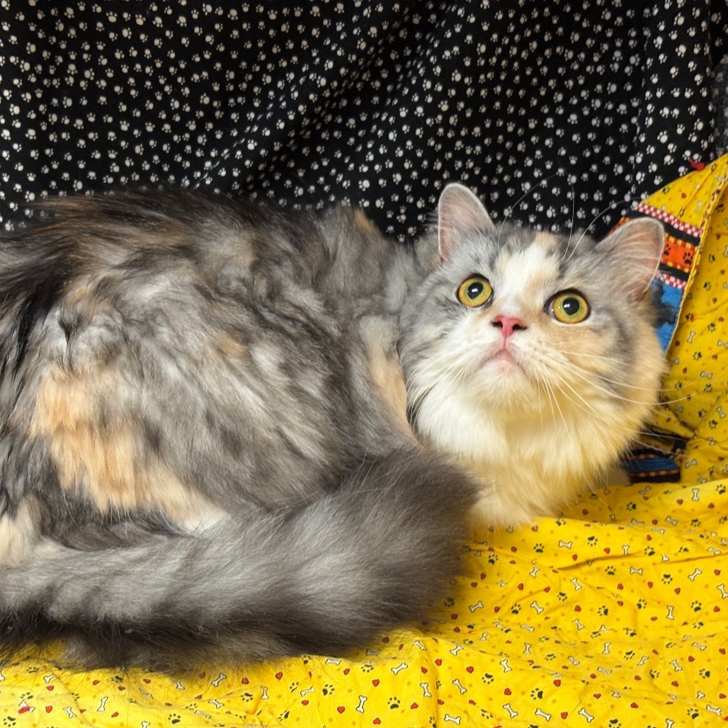 Addy, an adoptable Persian, Domestic Long Hair in Greenfield, IN, 46140 | Photo Image 2