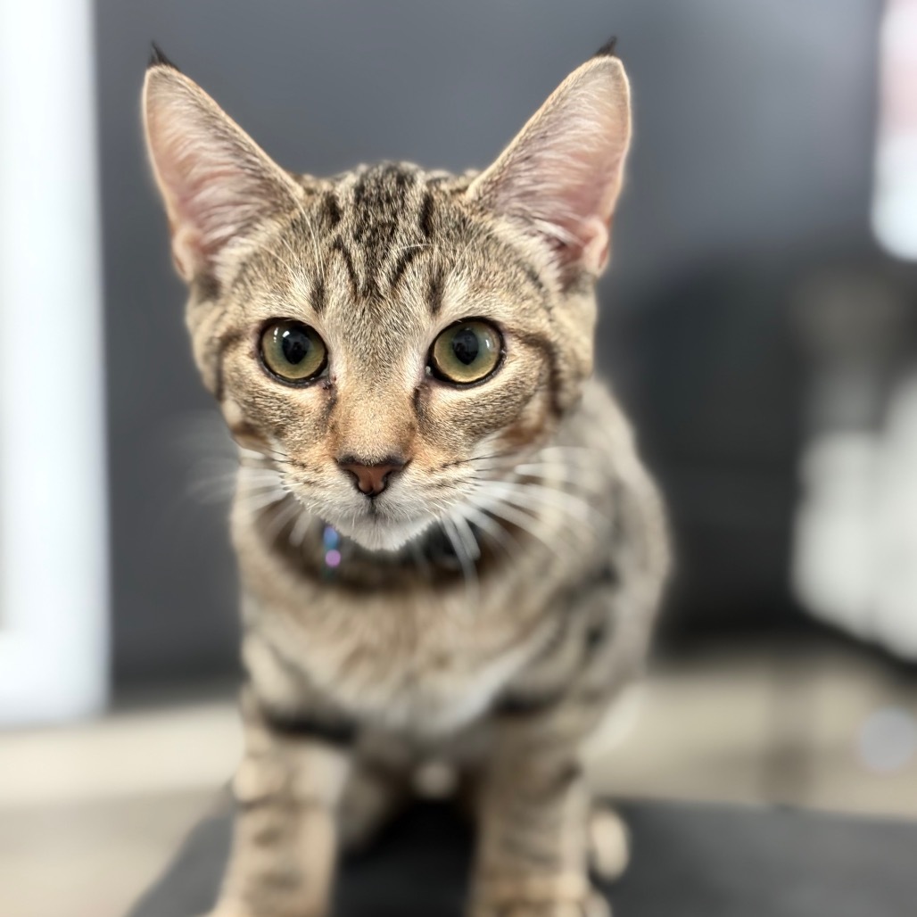 Perla