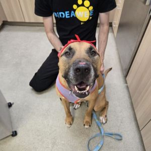 Hobbit Mixed Breed Dog