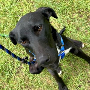 Esme Mixed Breed Dog