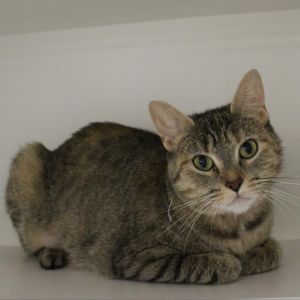 Chumchum, Senior Female unknown