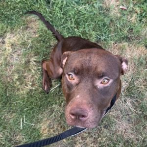 Hershey, Adult Male unknown