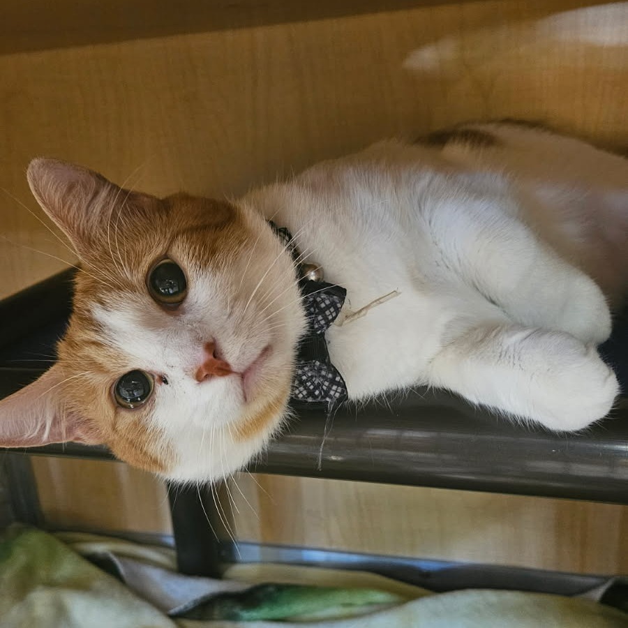 Prince