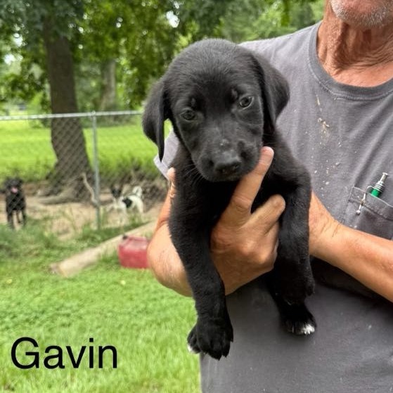 Gavin
