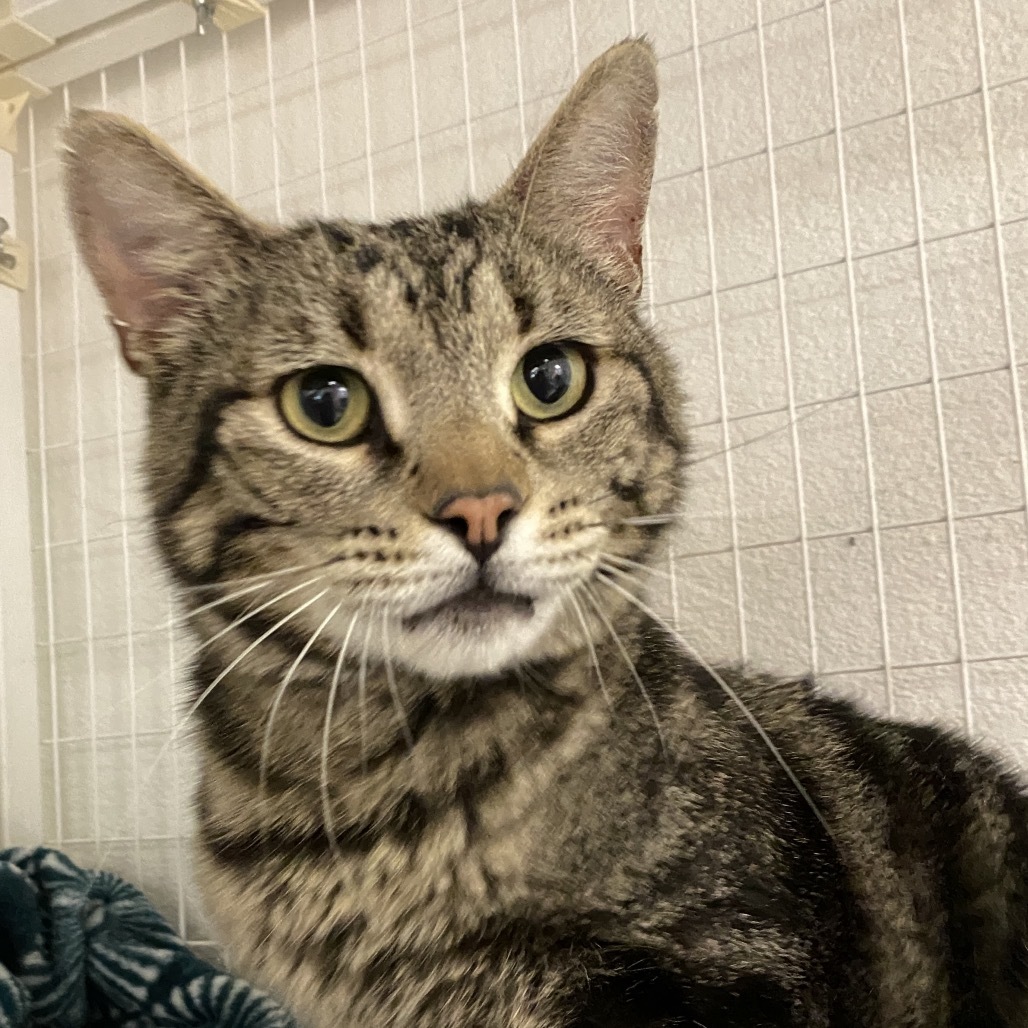 Tiko, an adoptable Domestic Long Hair in Mount Shasta, CA, 96067 | Photo Image 1
