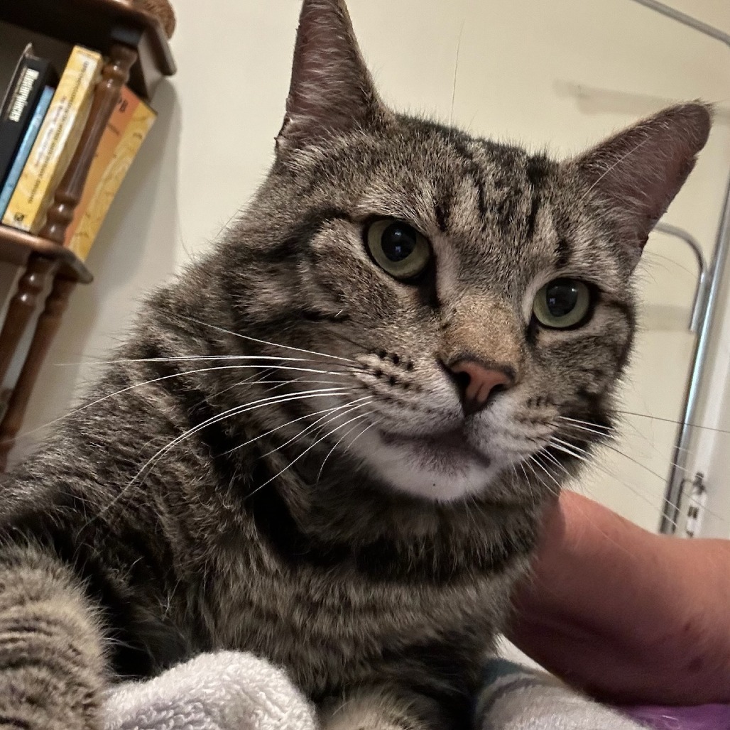 Tiko, an adoptable Domestic Long Hair in Mount Shasta, CA, 96067 | Photo Image 2