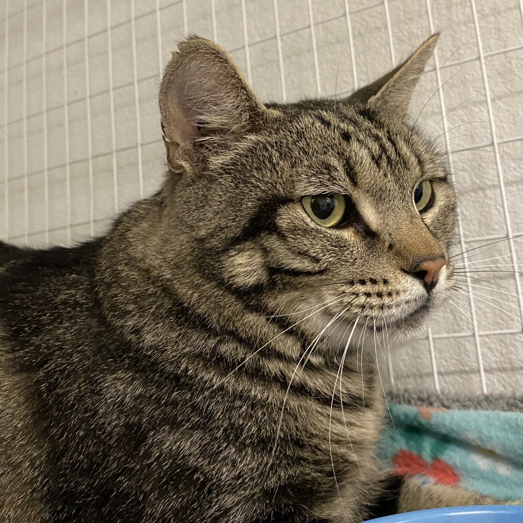 Tiko, an adoptable Domestic Long Hair in Mount Shasta, CA, 96067 | Photo Image 3