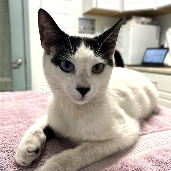 Starlite, an adoptable American Shorthair in Mount Shasta, CA, 96067 | Photo Image 1