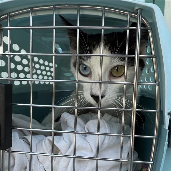 Starlite, an adoptable American Shorthair in Mount Shasta, CA, 96067 | Photo Image 2