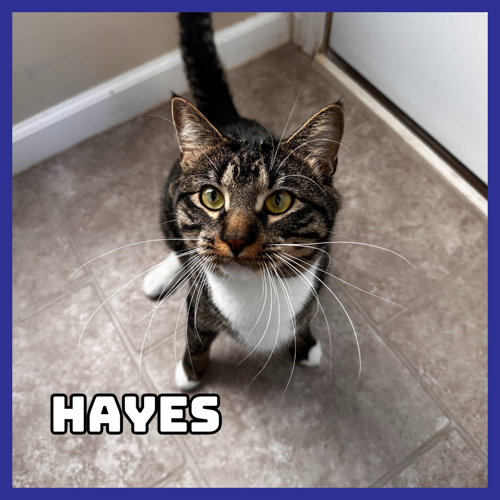 Hayes (Bonded to Furcules), an adoptable Domestic Long Hair in Glenwood, MN, 56334 | Photo Image 1
