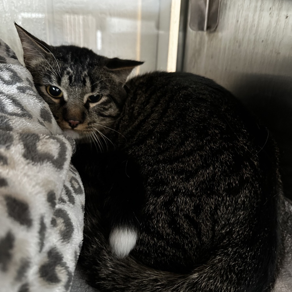 Hayes (Bonded to Furcules), an adoptable Domestic Long Hair in Glenwood, MN, 56334 | Photo Image 2