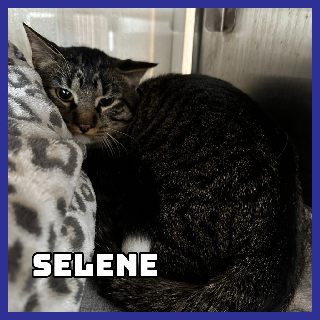 Hayes (Bonded to Furcules), an adoptable Domestic Long Hair in Glenwood, MN, 56334 | Photo Image 3