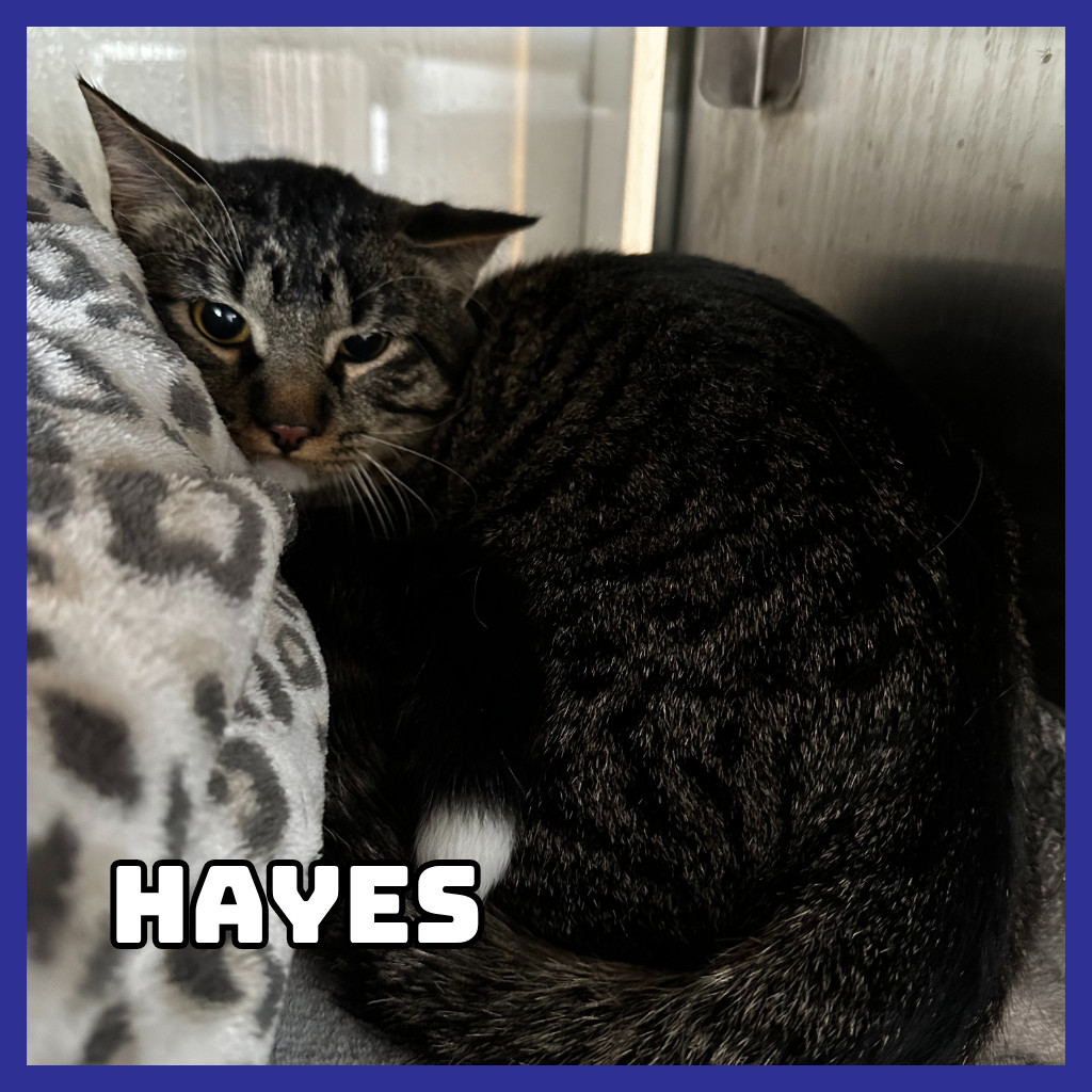Hayes (Bonded to Furcules), an adoptable Domestic Long Hair in Glenwood, MN, 56334 | Photo Image 4