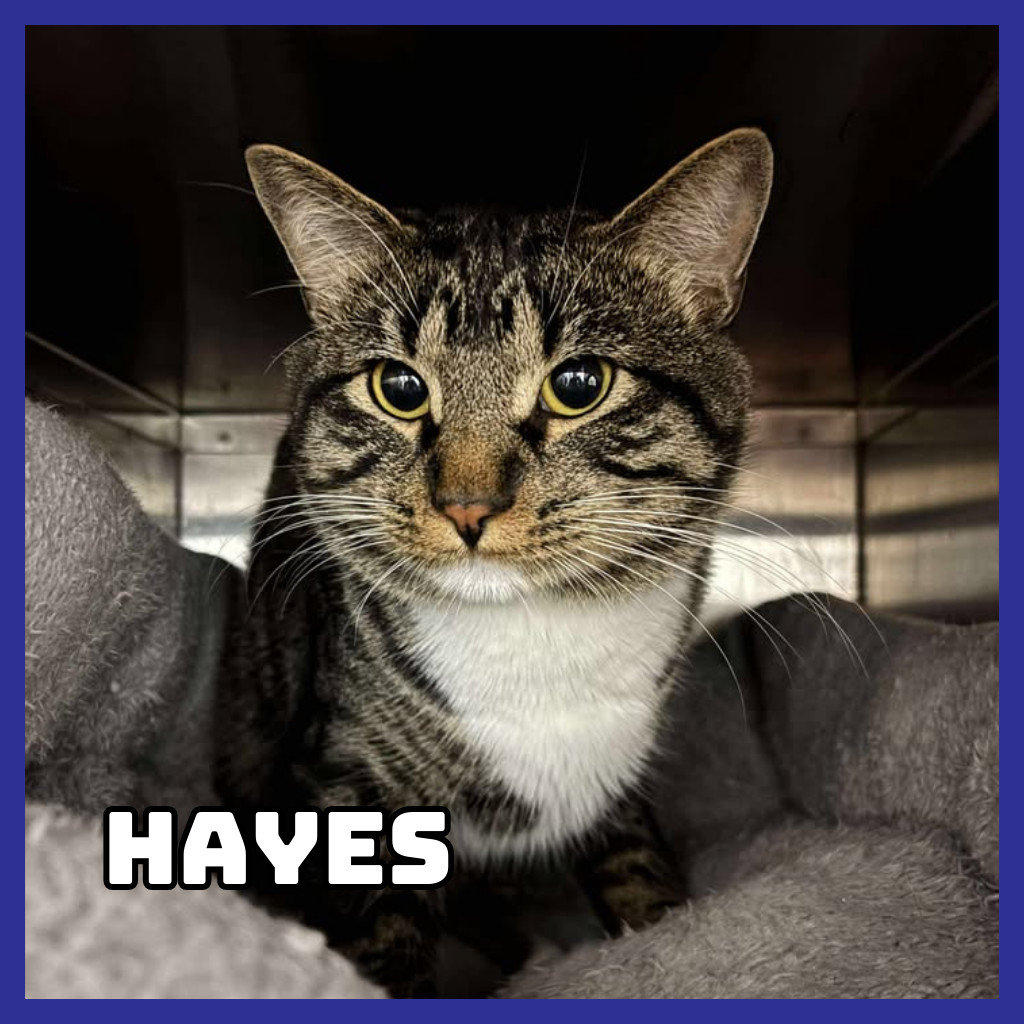 Hayes (Bonded to Furcules), an adoptable Domestic Long Hair in Glenwood, MN, 56334 | Photo Image 5