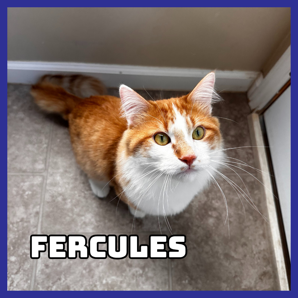 Furcules (Bonded to Hayes), an adoptable Domestic Long Hair in Glenwood, MN, 56334 | Photo Image 1