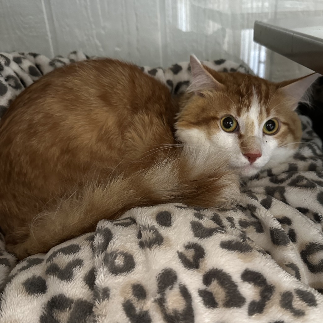 Furcules (Bonded to Hayes), an adoptable Domestic Long Hair in Glenwood, MN, 56334 | Photo Image 2