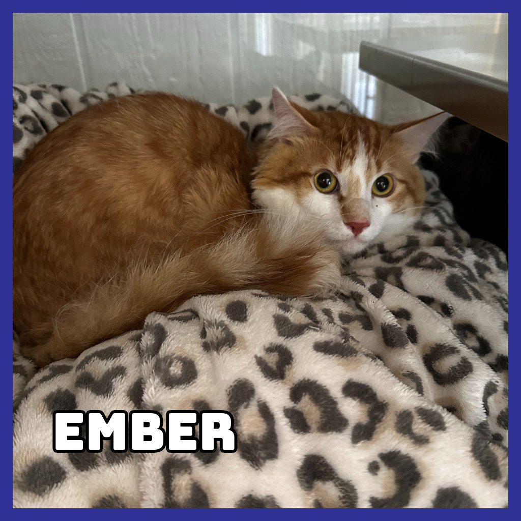 Furcules (Bonded to Hayes), an adoptable Domestic Long Hair in Glenwood, MN, 56334 | Photo Image 3