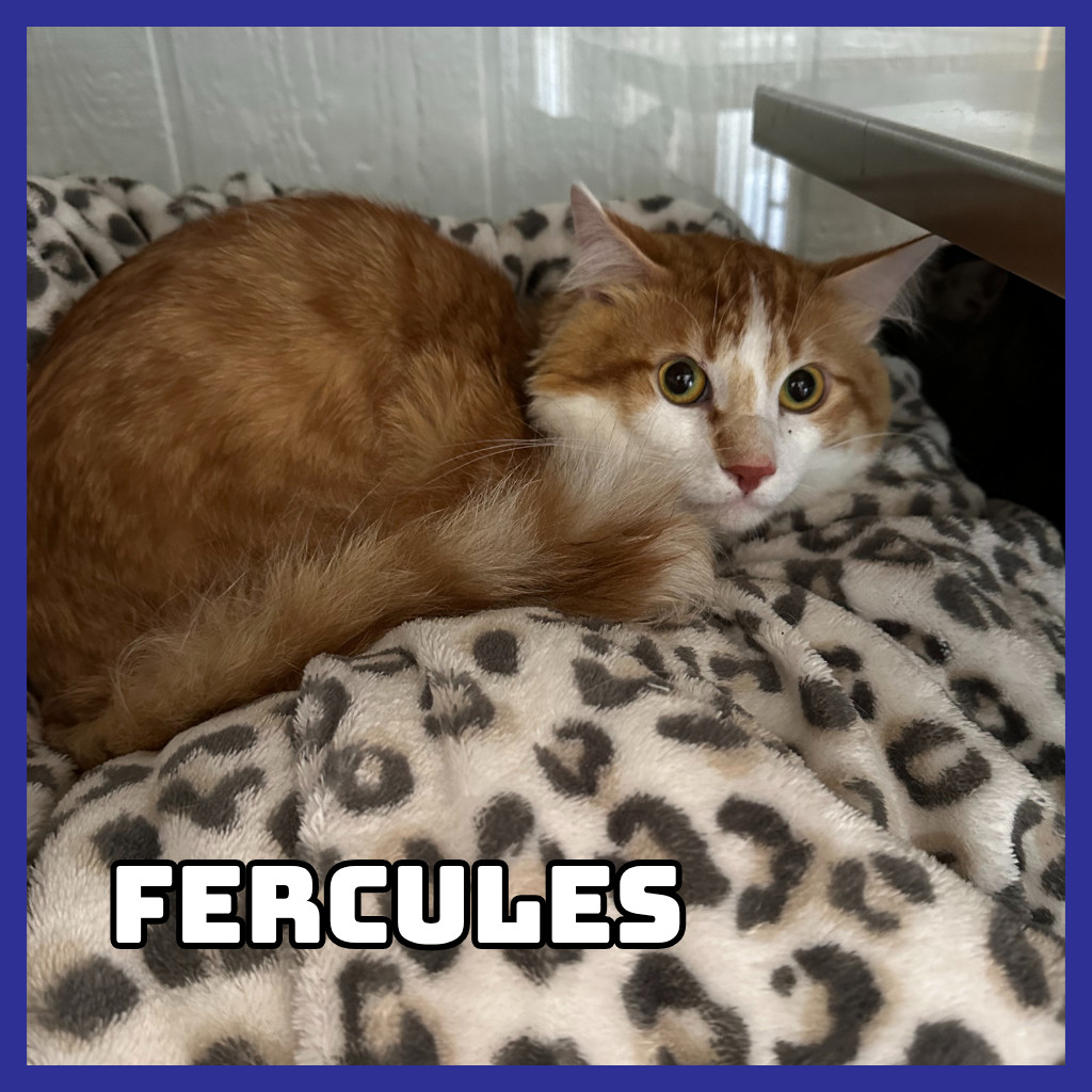 Furcules (Bonded to Hayes), an adoptable Domestic Long Hair in Glenwood, MN, 56334 | Photo Image 4